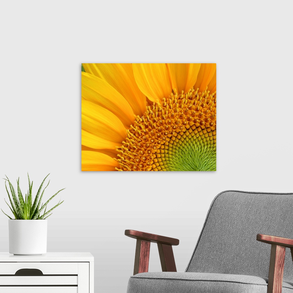 A modern room featuring Close-up detail of sunflower
