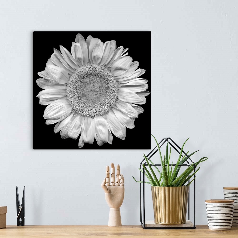 A bohemian room featuring This top down photograph shows the stark contrast of a sunflower against a solid black backdrop.