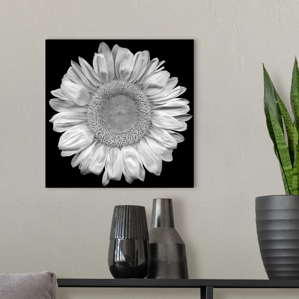 A modern room featuring This top down photograph shows the stark contrast of a sunflower against a solid black backdrop.