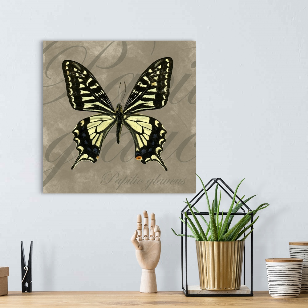 A bohemian room featuring Tiger Swallowtail