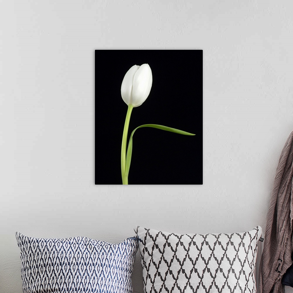 A bohemian room featuring Big canvas print of a single flower contrasted against a dark background.
