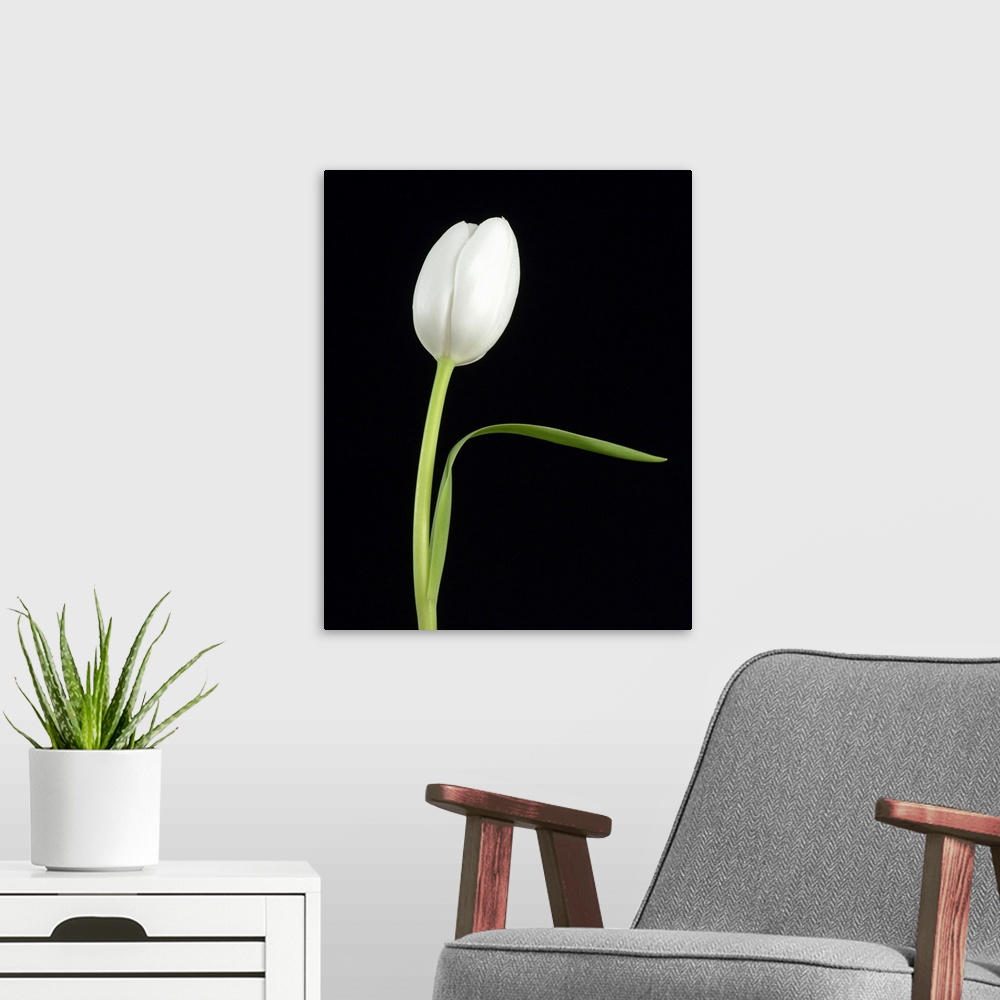 A modern room featuring Big canvas print of a single flower contrasted against a dark background.