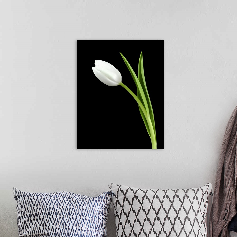 A bohemian room featuring Closeup photograph of a white tulip flower and its stem on a black background.