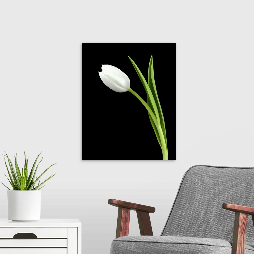 A modern room featuring Closeup photograph of a white tulip flower and its stem on a black background.