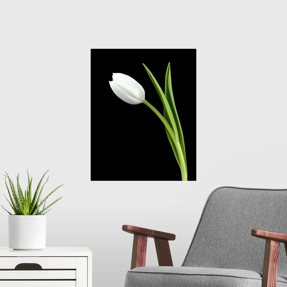 A modern room featuring Closeup photograph of a white tulip flower and its stem on a black background.