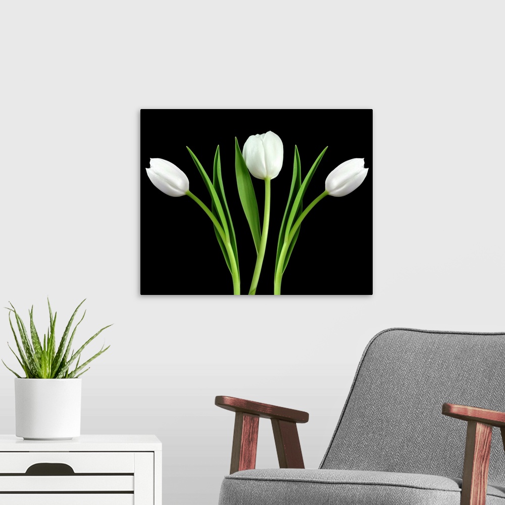 A modern room featuring Minimalist blooms against a dark backdrop on a horizontal wall hanging.