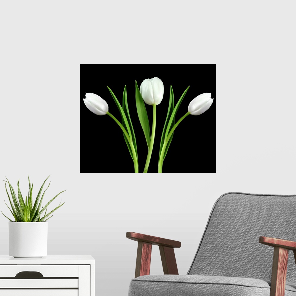 A modern room featuring Minimalist blooms against a dark backdrop on a horizontal wall hanging.