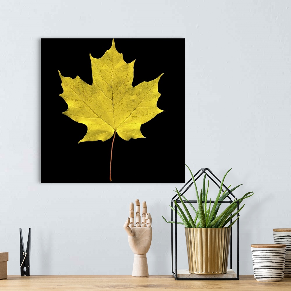 A bohemian room featuring A large yellow maple leaf is photographed closely against a black background.