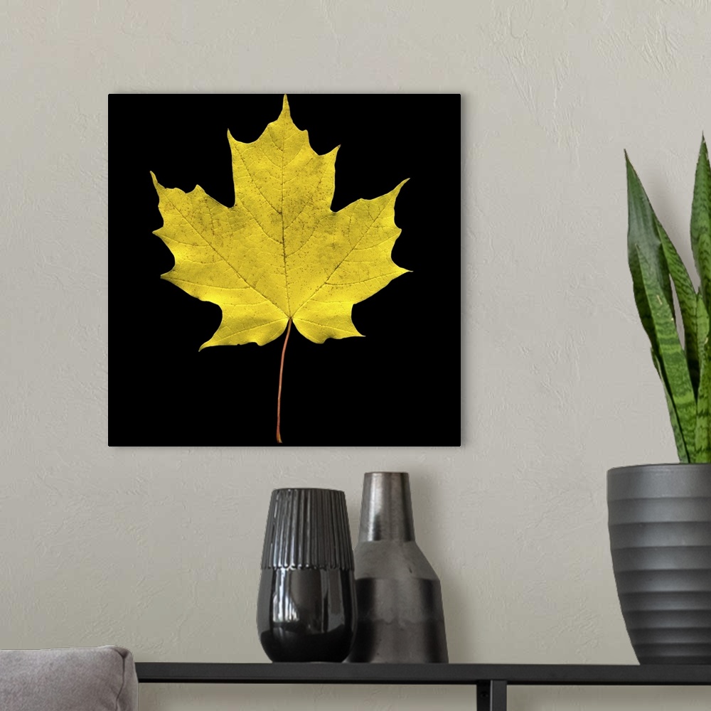 A modern room featuring A large yellow maple leaf is photographed closely against a black background.