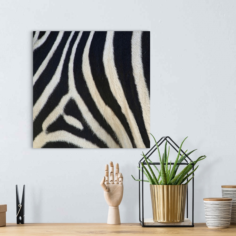 A bohemian room featuring Square canvas of a zebra's pattern up close.