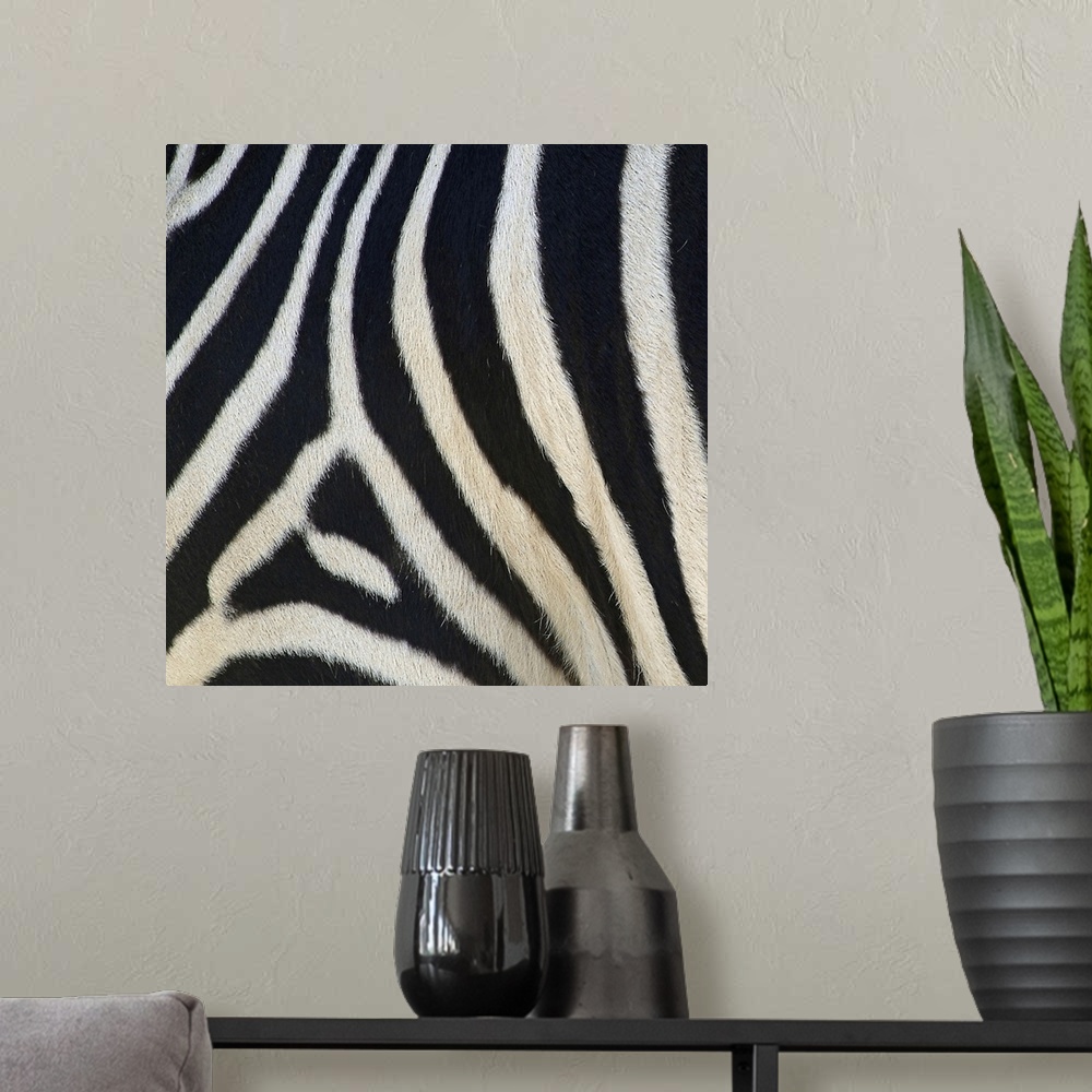 A modern room featuring Square canvas of a zebra's pattern up close.