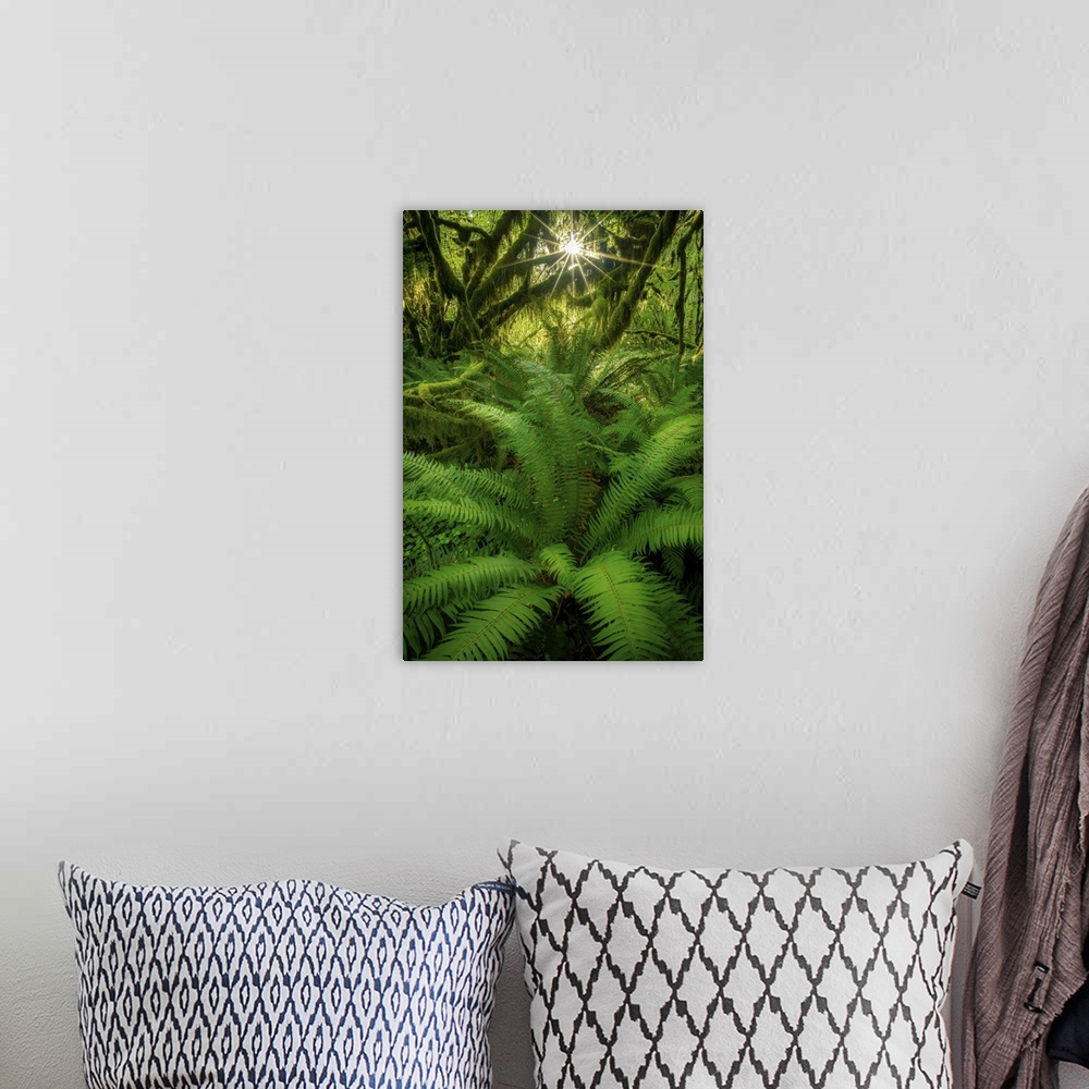 A bohemian room featuring A Gorgeous Suburst and Fern, Hoh Rainforest