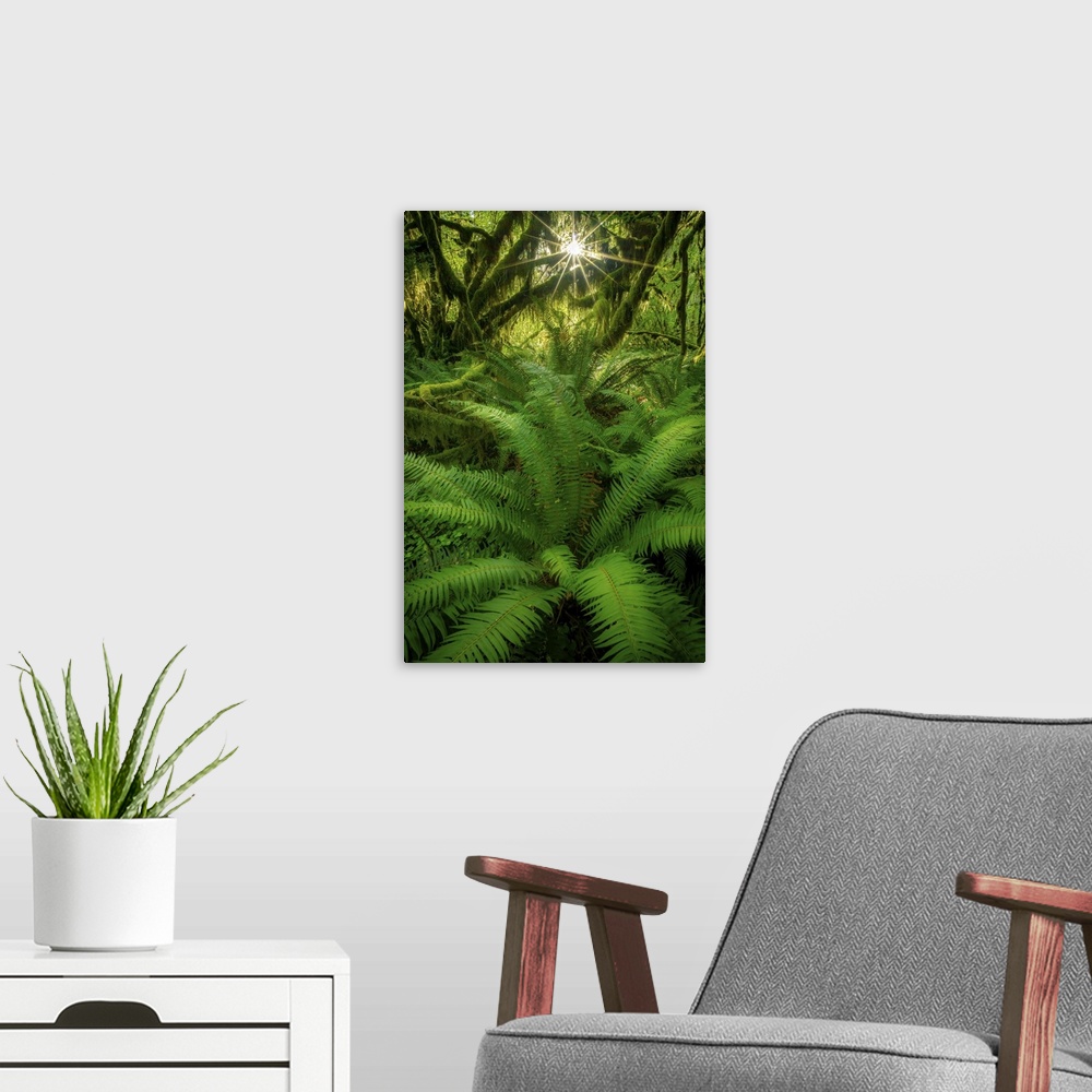 A modern room featuring A Gorgeous Suburst and Fern, Hoh Rainforest