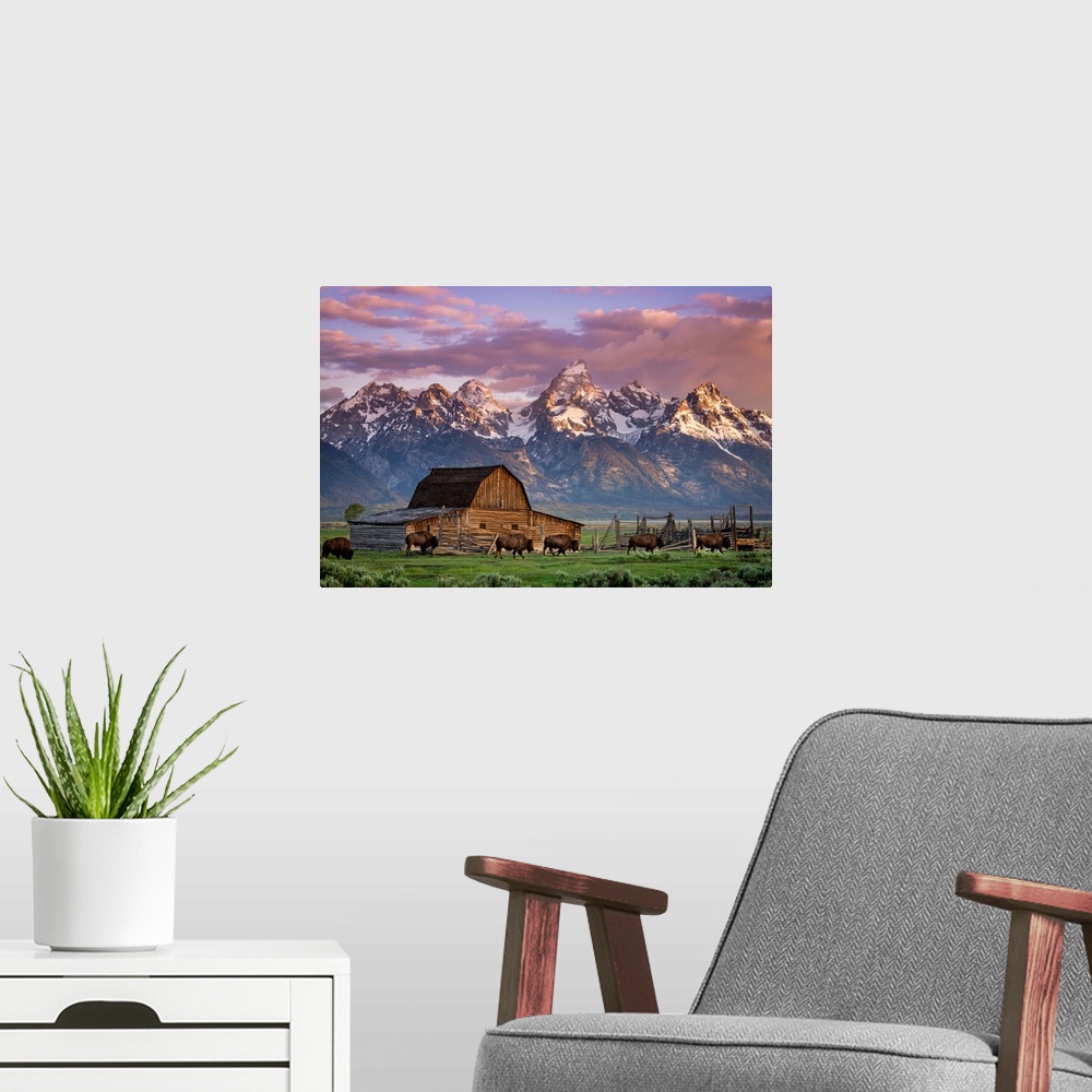 A modern room featuring Big photo print of buffalo in front of a barn in the middle of a field with a rugged mountain ran...