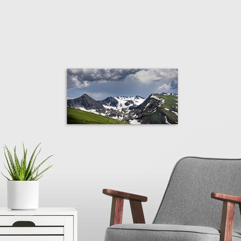 A modern room featuring A Herd of Elk Graze In Colorado's Alpine Tundra; Rocky Mountain National Park, CO