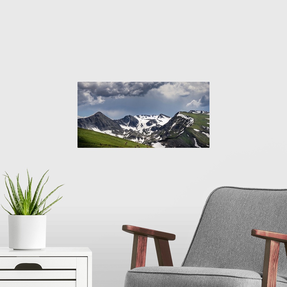 A modern room featuring A Herd of Elk Graze In Colorado's Alpine Tundra; Rocky Mountain National Park, CO