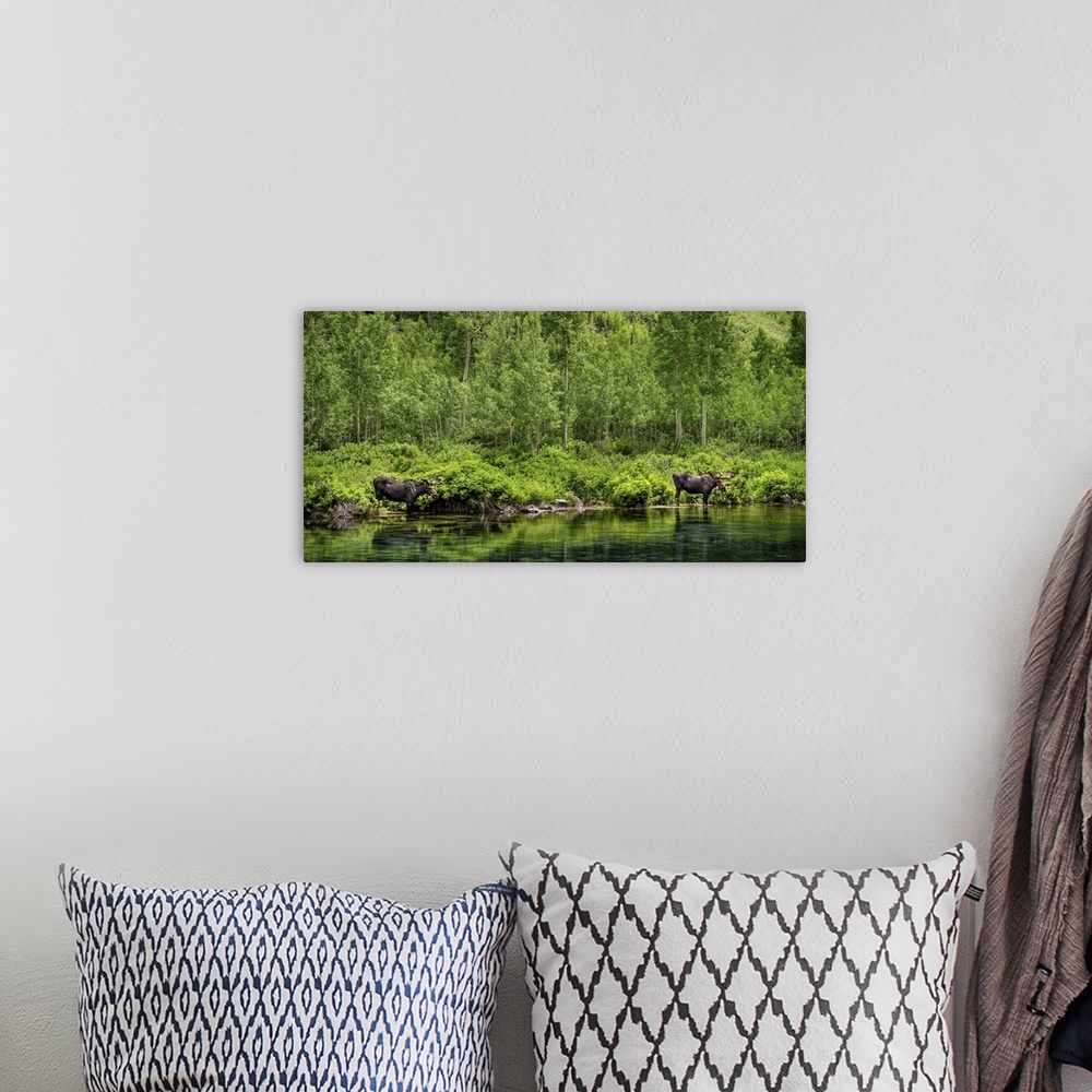 A bohemian room featuring Panorama of Two Bull Moose; Maroon Bells Wilderness, Maroon Bells, CO