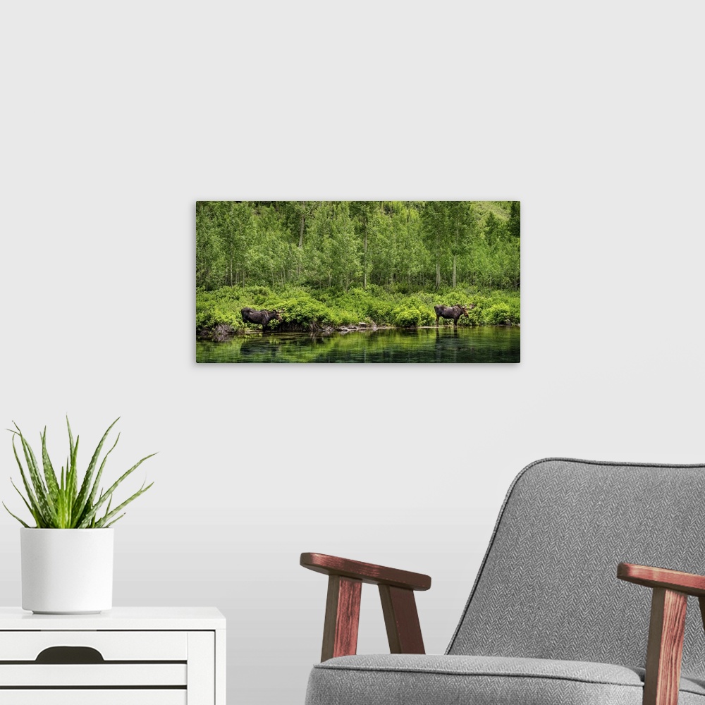 A modern room featuring Panorama of Two Bull Moose; Maroon Bells Wilderness, Maroon Bells, CO