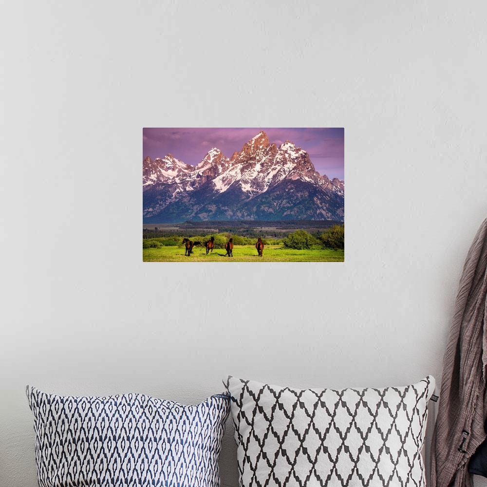 A bohemian room featuring Wild Horses running, Grand Teton National Park, Wyoming