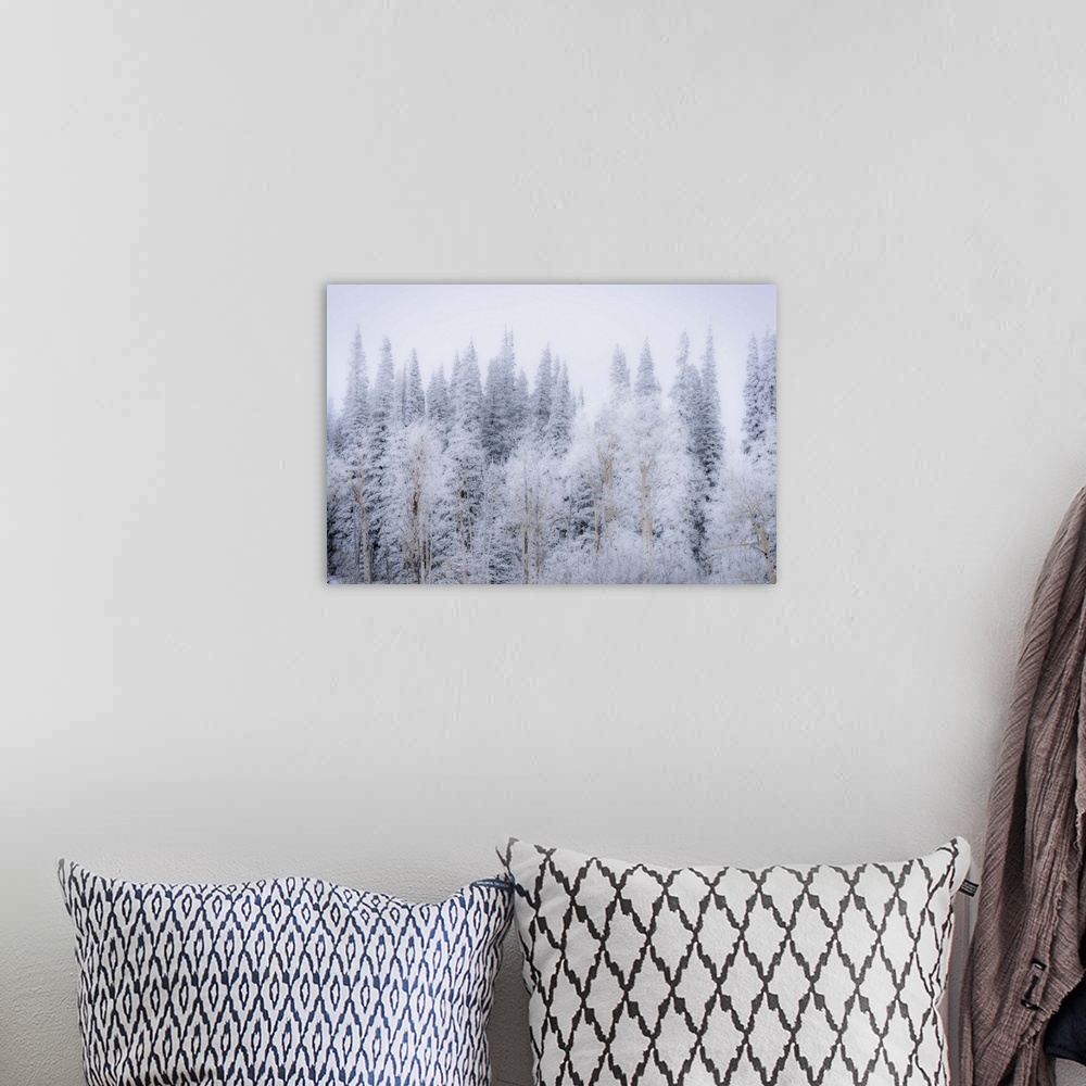 A bohemian room featuring Wintery Landscape In Colorado Rockies, Colorado Rockies