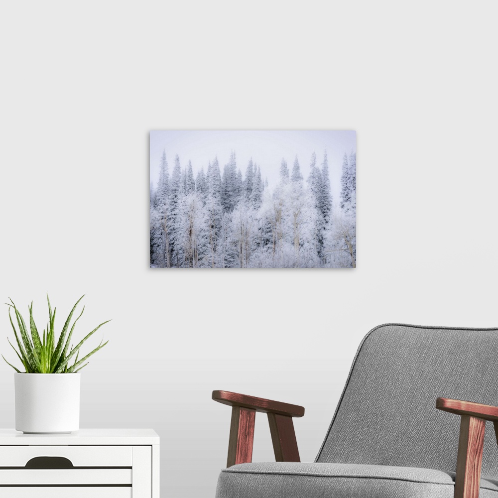 A modern room featuring Wintery Landscape In Colorado Rockies, Colorado Rockies