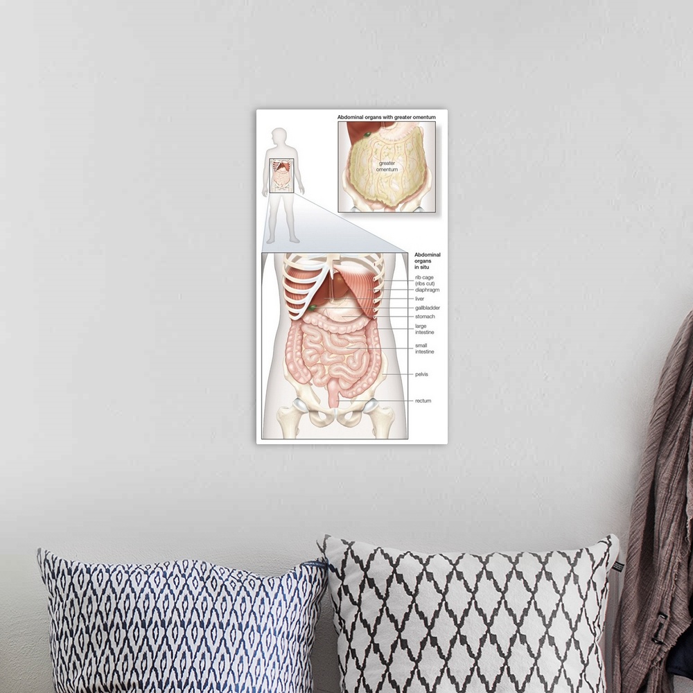 A bohemian room featuring Abdominal organs in situ. abdominal cavity, digestive system