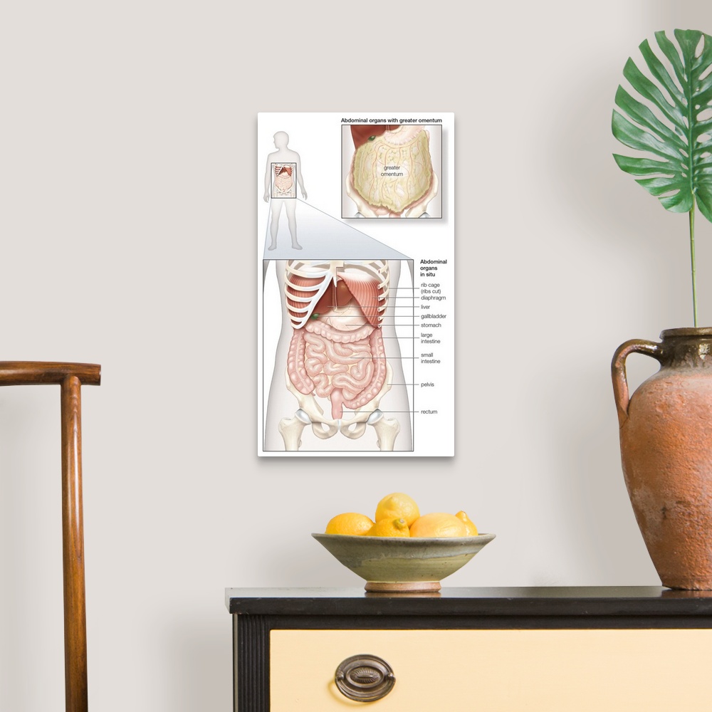 A traditional room featuring Abdominal organs in situ. abdominal cavity, digestive system