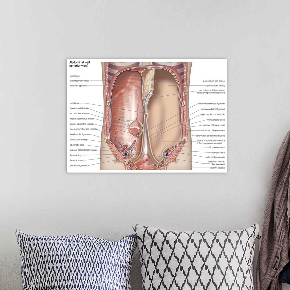 A bohemian room featuring Abdominal wall - anterior view