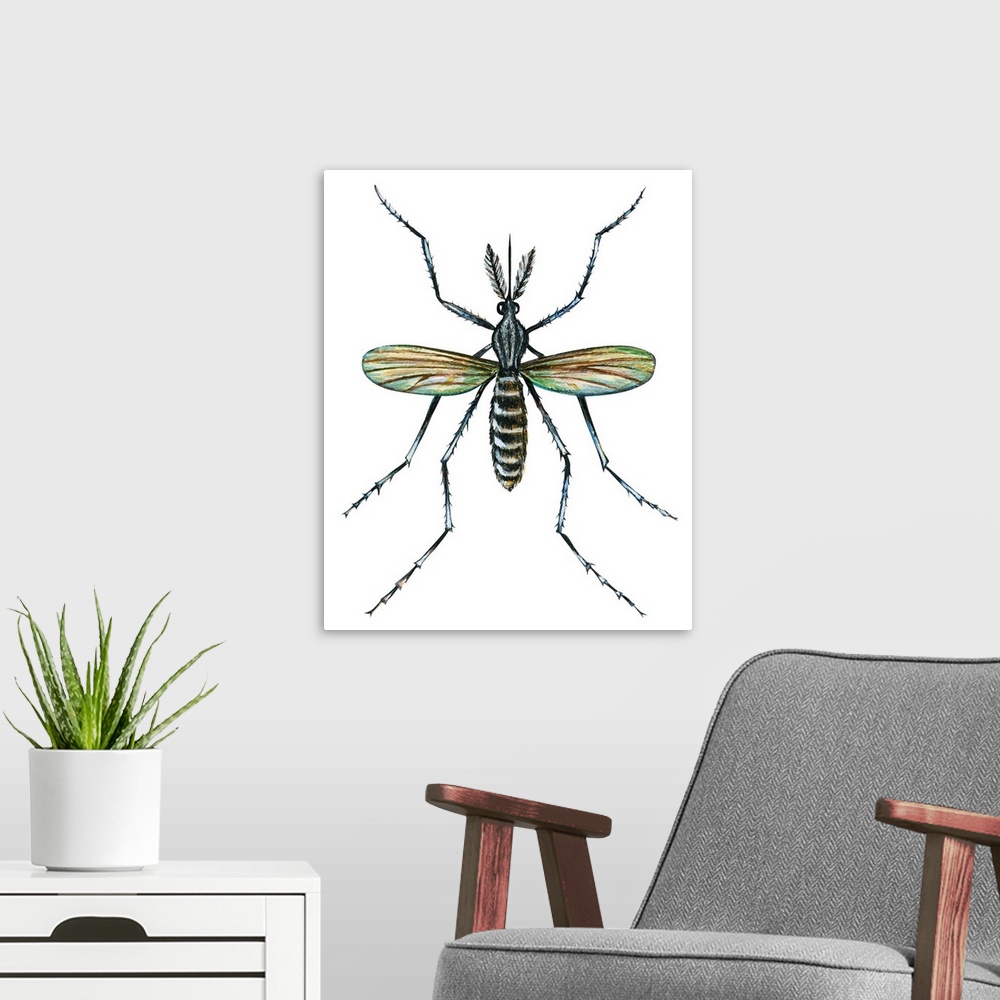 A modern room featuring Aedes Mosquito (Aedes Aegypti), Yellow Fever Mosquito