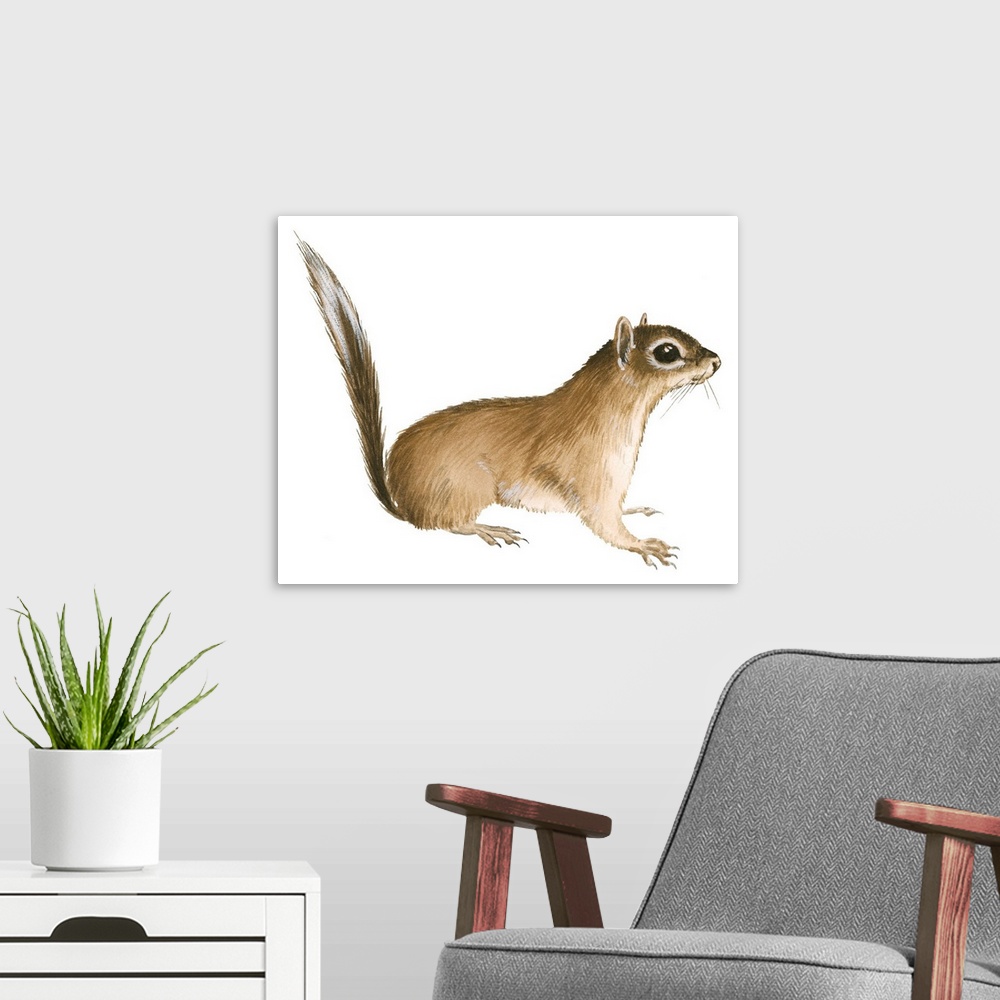 A modern room featuring African Pygmy Squirrel (Myosciurus Pumilio)