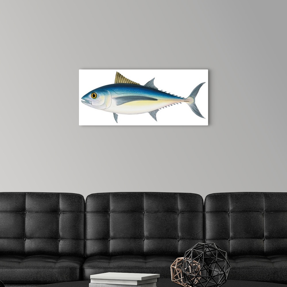 A modern room featuring Albacore Tuna (Thunnus Alalunga)