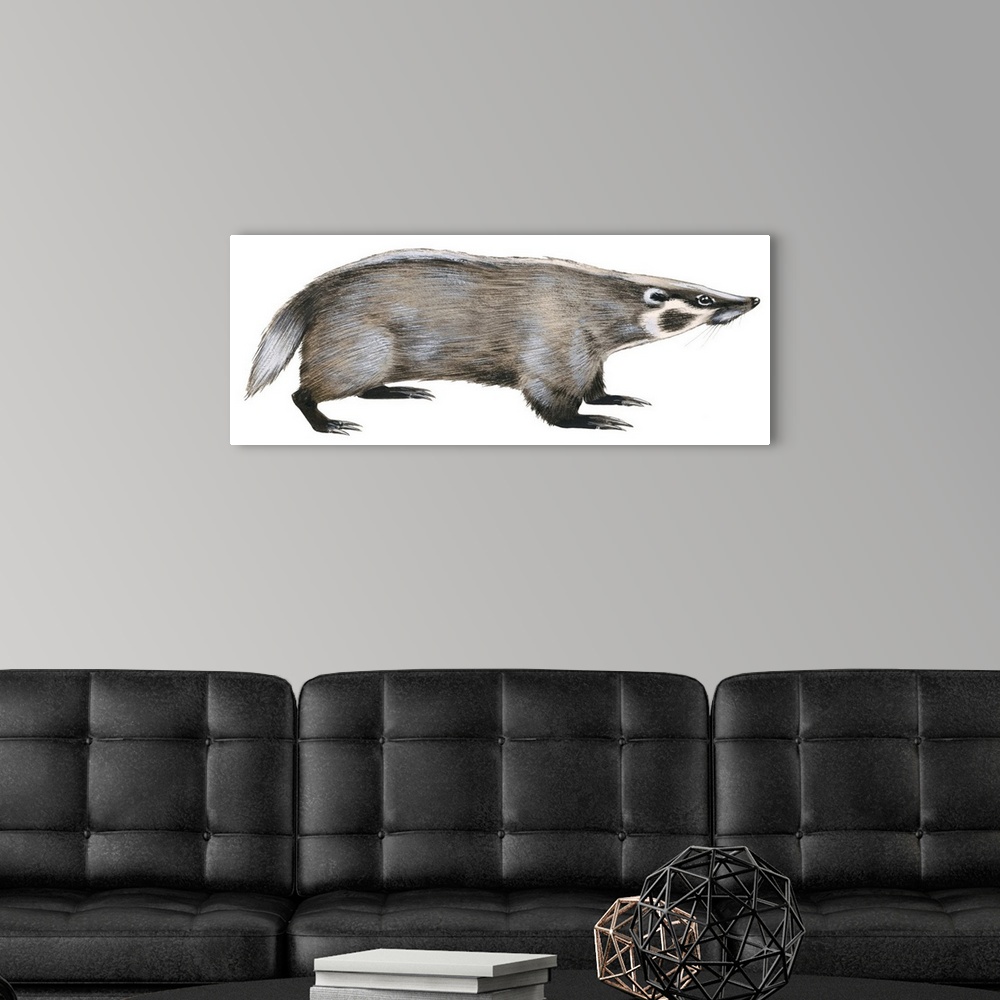 A modern room featuring American Badger (Taxidea Taxus), Weasel