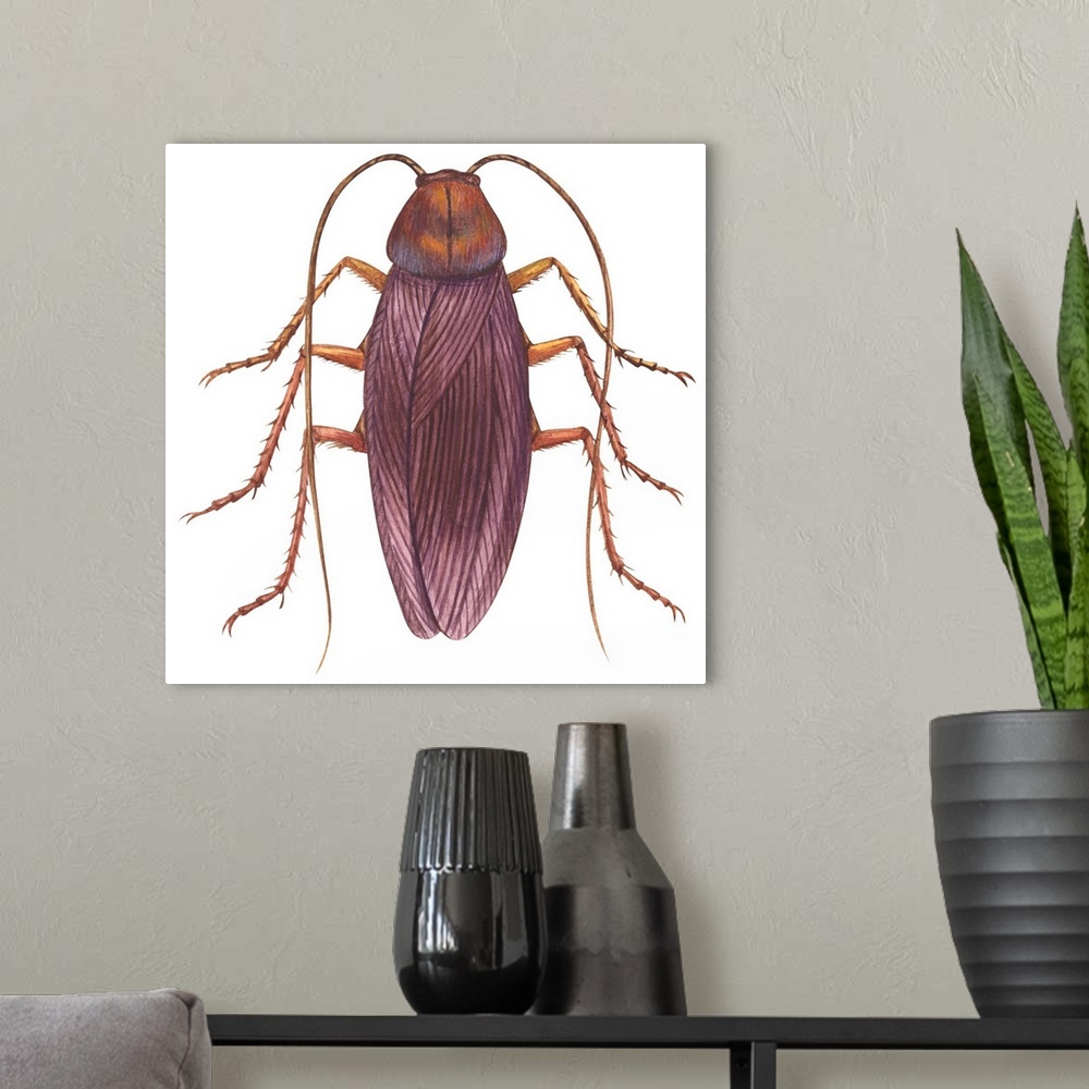 A modern room featuring American Cockroach (Periplaneta Americana)