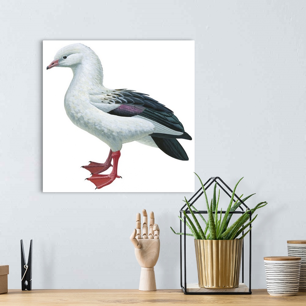 A bohemian room featuring Educational illustration of the Andean goose.