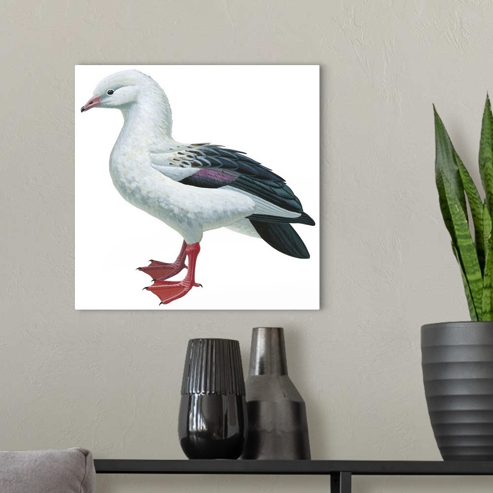 A modern room featuring Educational illustration of the Andean goose.