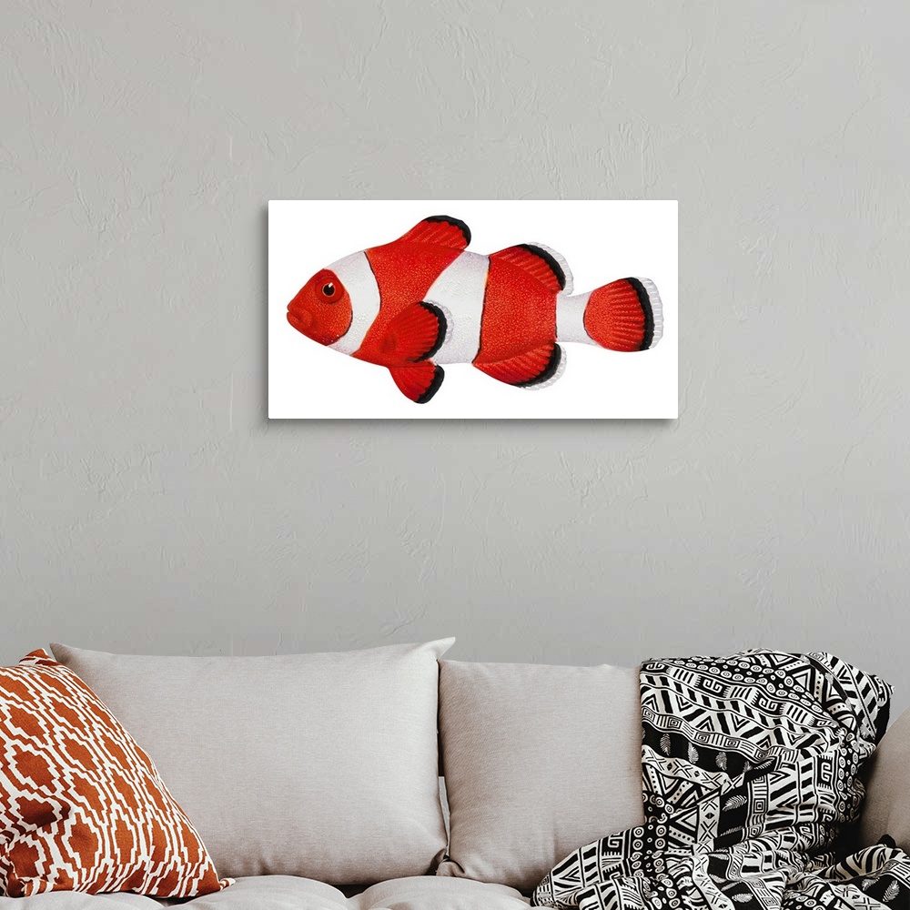 A bohemian room featuring Anemone Fish (Amphiprion Percula)
