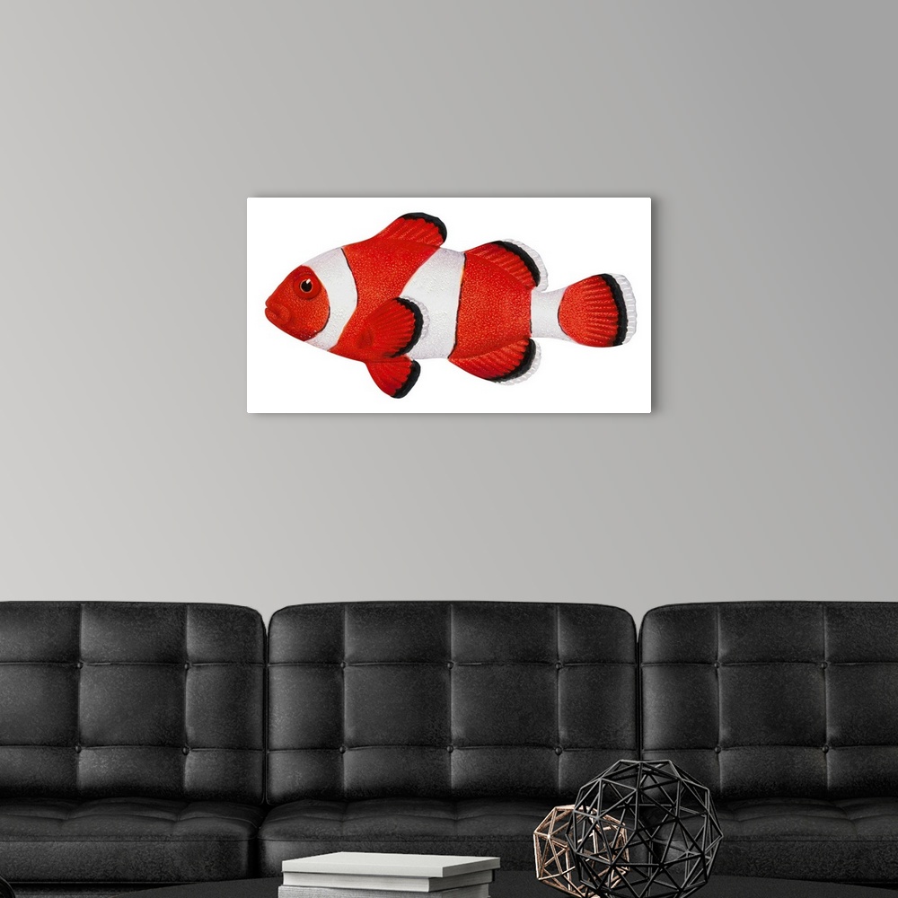 A modern room featuring Anemone Fish (Amphiprion Percula)