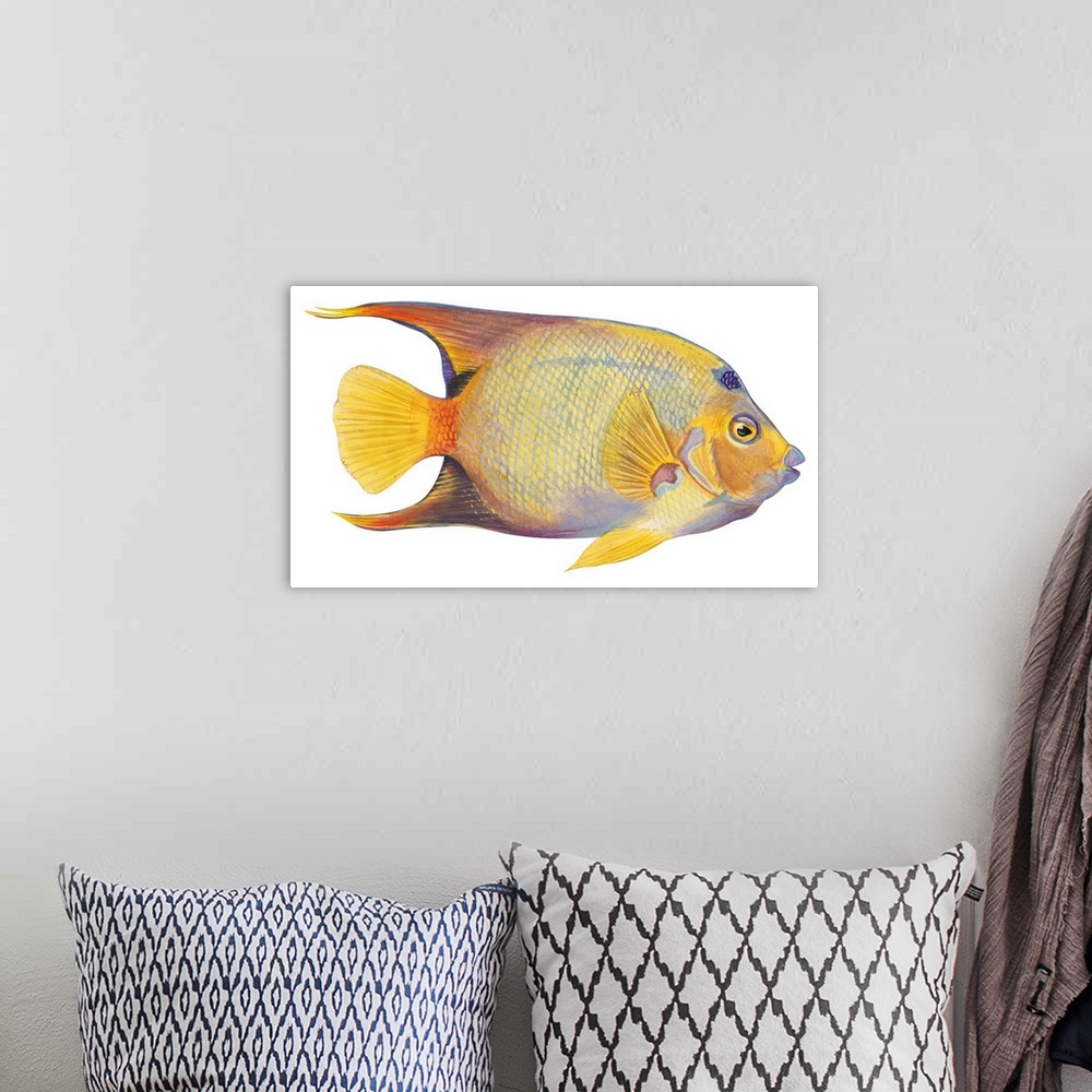 A bohemian room featuring Angelfish (Holacanthus Ciliaris)