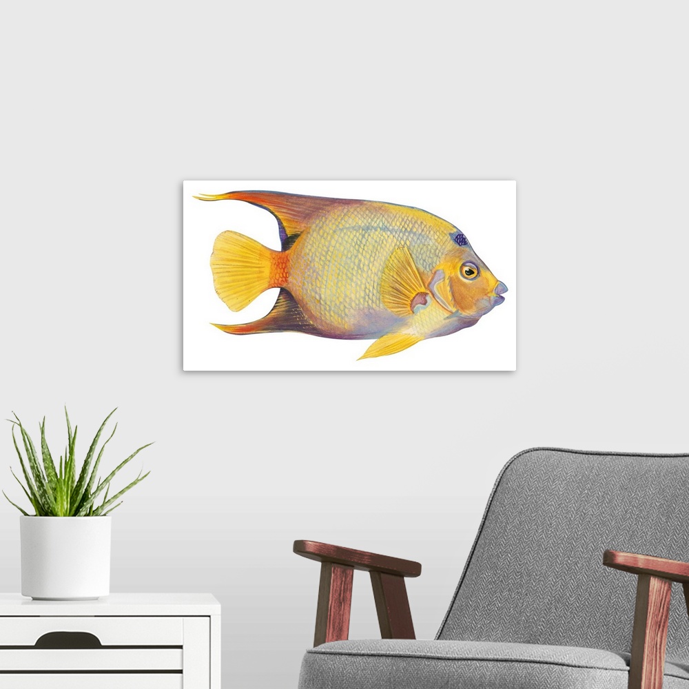 A modern room featuring Angelfish (Holacanthus Ciliaris)