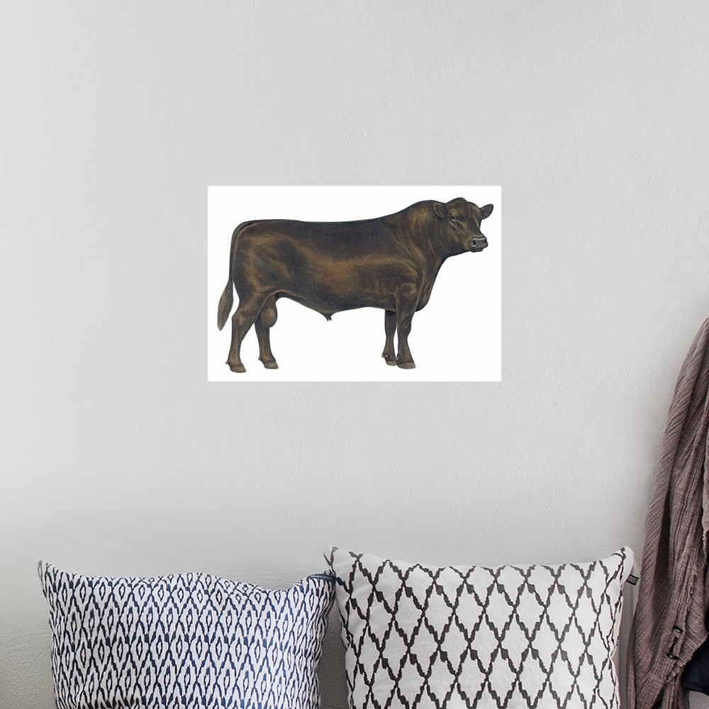 A bohemian room featuring Angus Bull, Beef Cattle