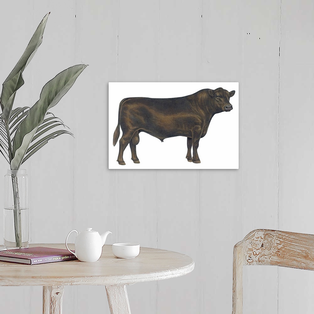 A farmhouse room featuring Angus Bull, Beef Cattle