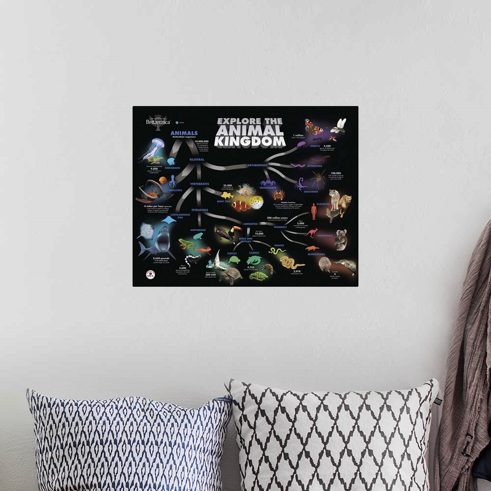 A bohemian room featuring Animal Kingdom Educational Poster