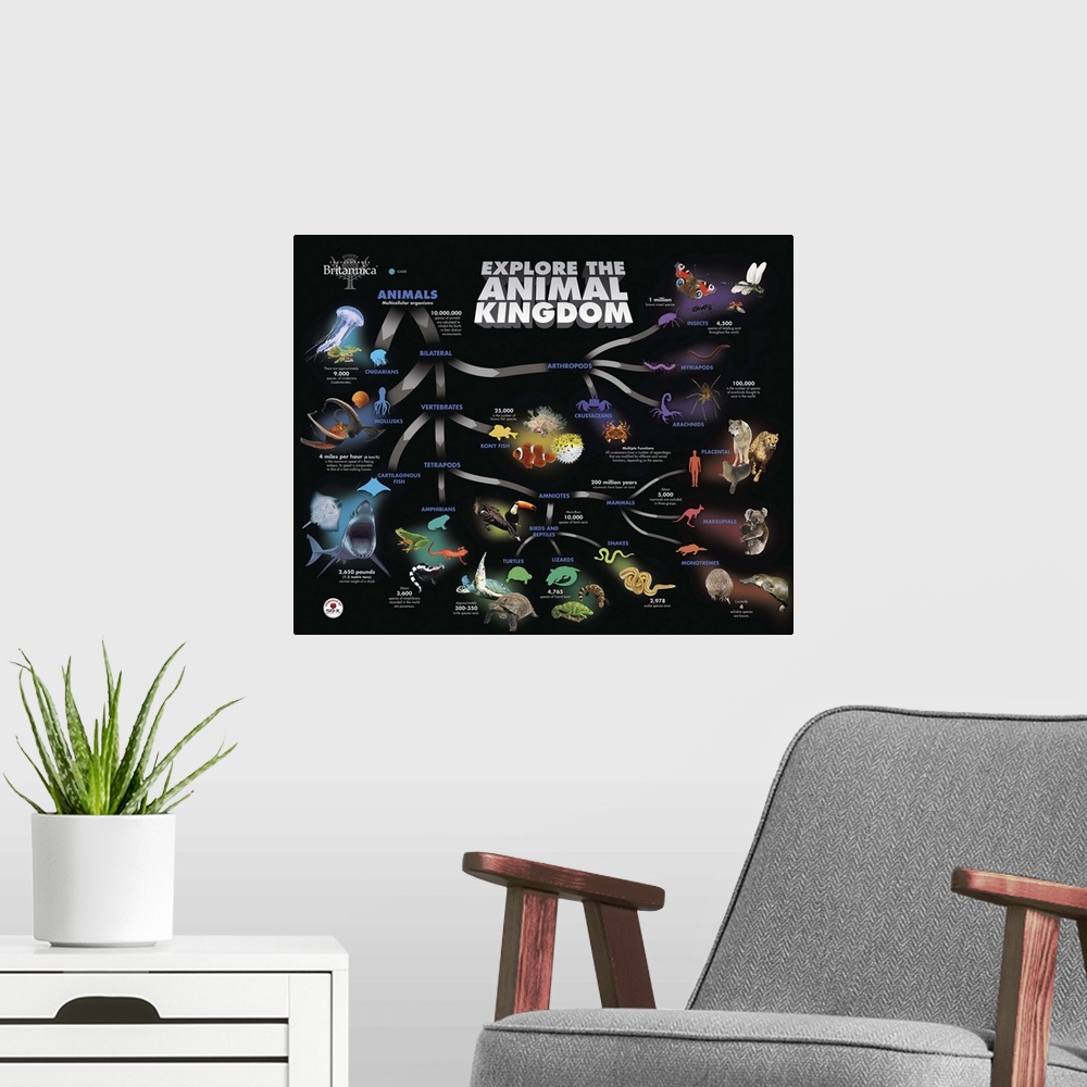 A modern room featuring Animal Kingdom Educational Poster