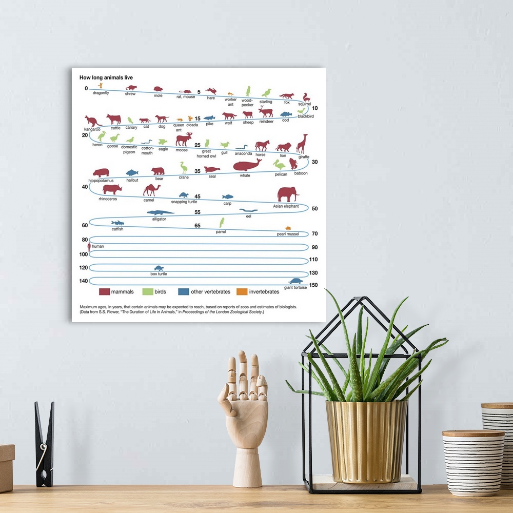 A bohemian room featuring An educational poster from Encyclopaedia Britannica showing the life spans of different animals.