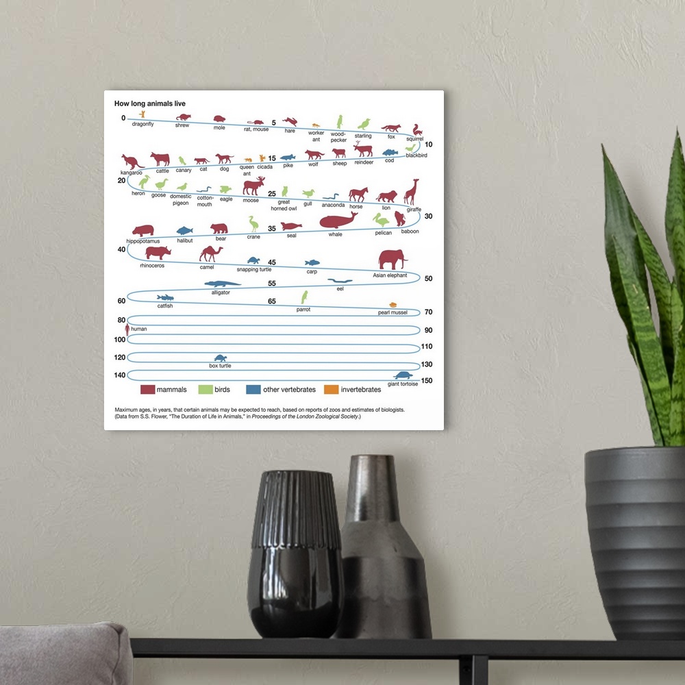 A modern room featuring An educational poster from Encyclopaedia Britannica showing the life spans of different animals.