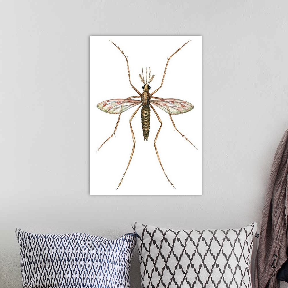 A bohemian room featuring Anopheles Mosquito (Anopheles Quadrimaculatus)