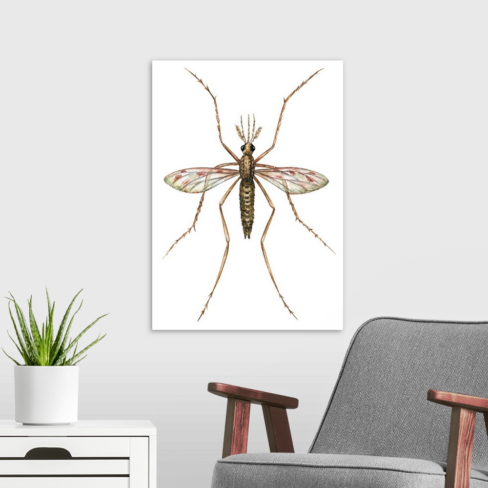 A modern room featuring Anopheles Mosquito (Anopheles Quadrimaculatus)
