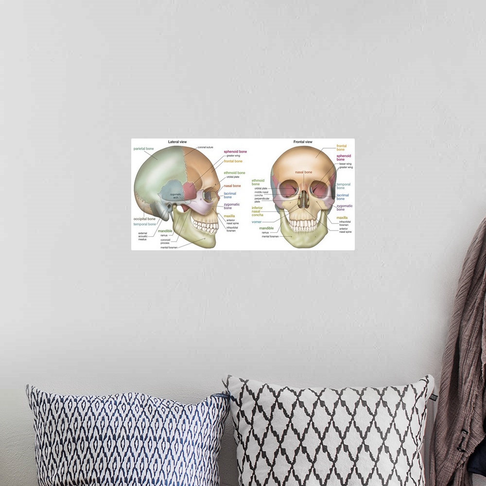 A bohemian room featuring Anterior and lateral view of a skull. skeletal system