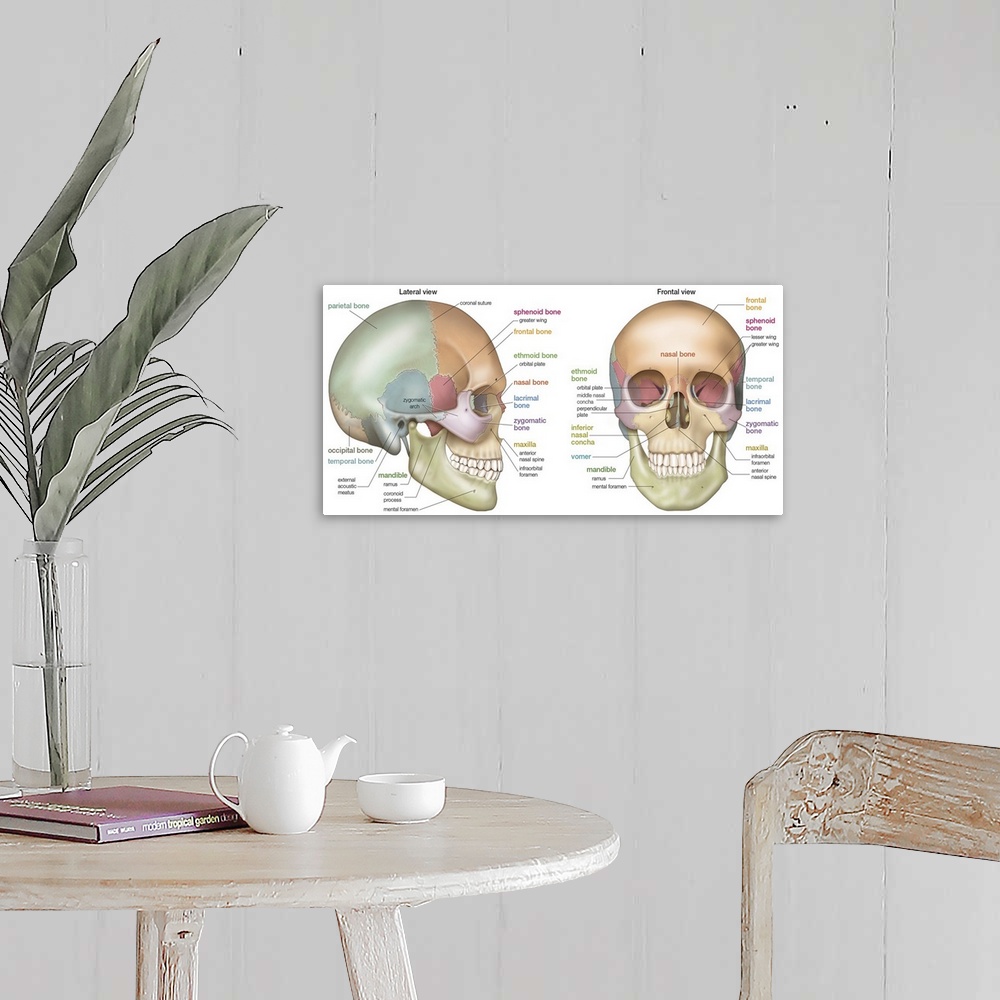 A farmhouse room featuring Anterior and lateral view of a skull. skeletal system
