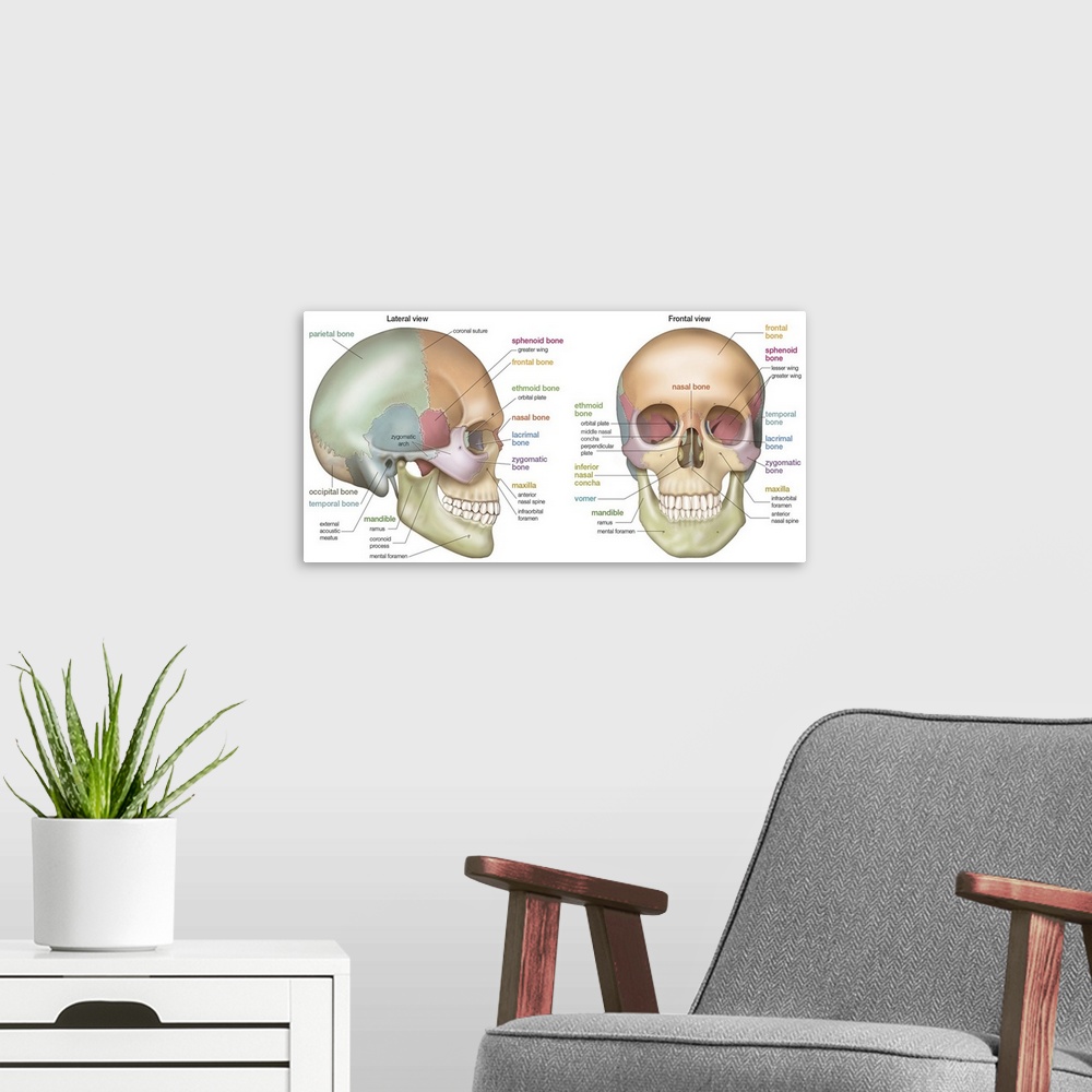 A modern room featuring Anterior and lateral view of a skull. skeletal system